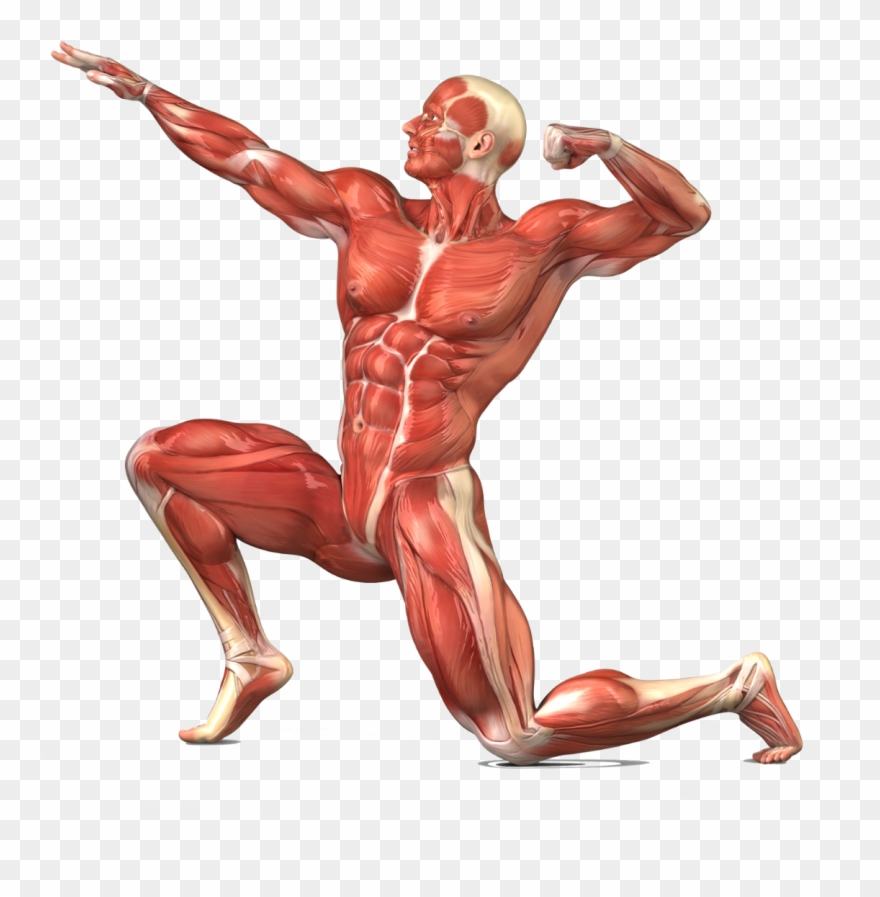 Voluntary Used To And Clipart