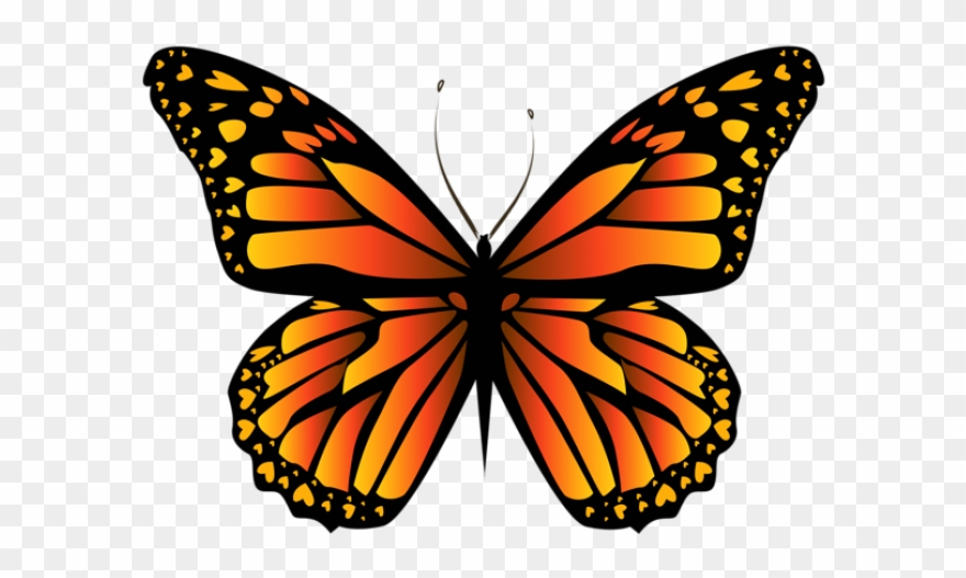 Monarch Butterfly Clipart Png Full Hd Transparent Png