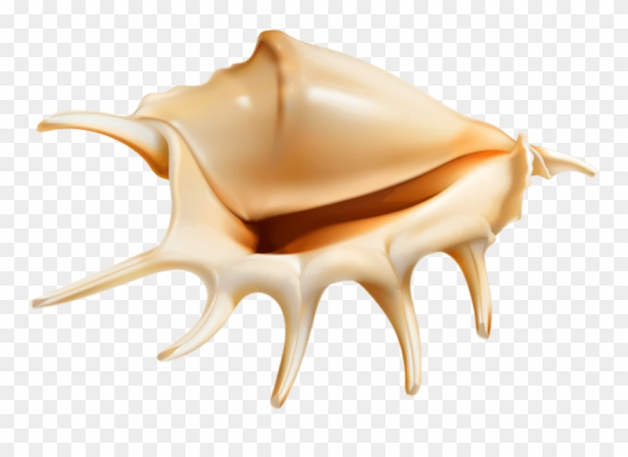 Download Sea Conch Clipart Png Photo Transparent Png