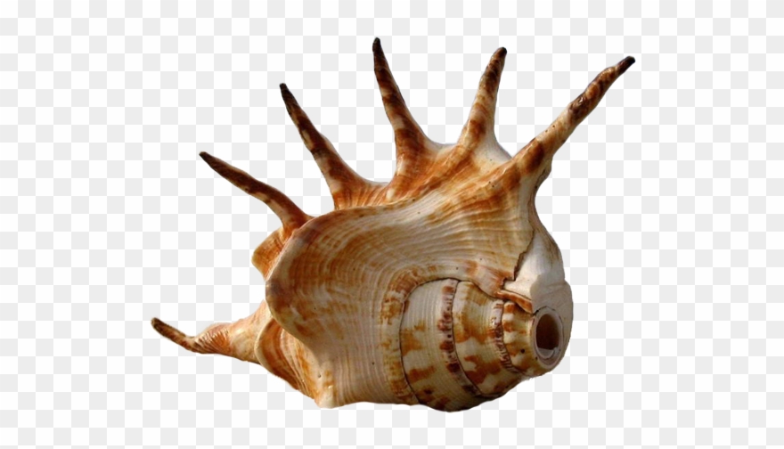 Seashell Shark Bay Beach The Shape Of Clipart