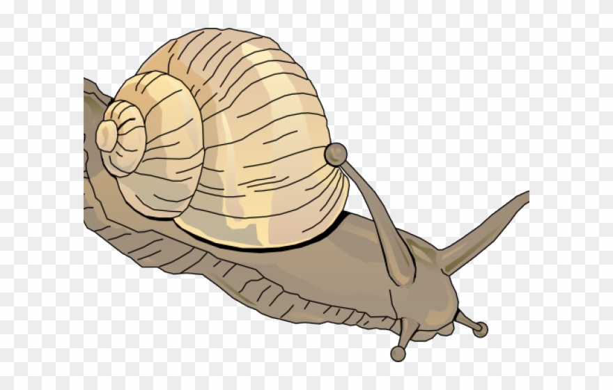 Snail Clipart Water Snail - Png Download