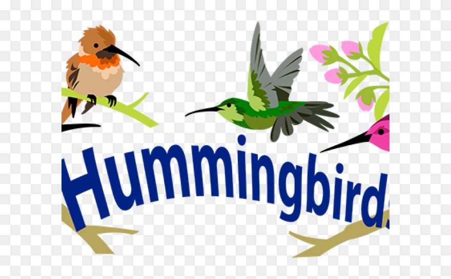 Hummingbird Clipart Native American - Png Download