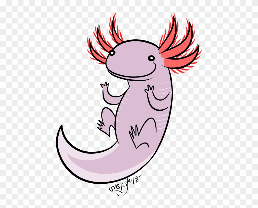 A Little Axolotl Doodle I've Become Really Fond Of Clipart