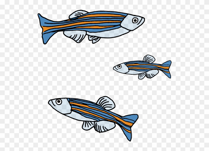 One Of The Ways It Participates In The Program Is By Clipart