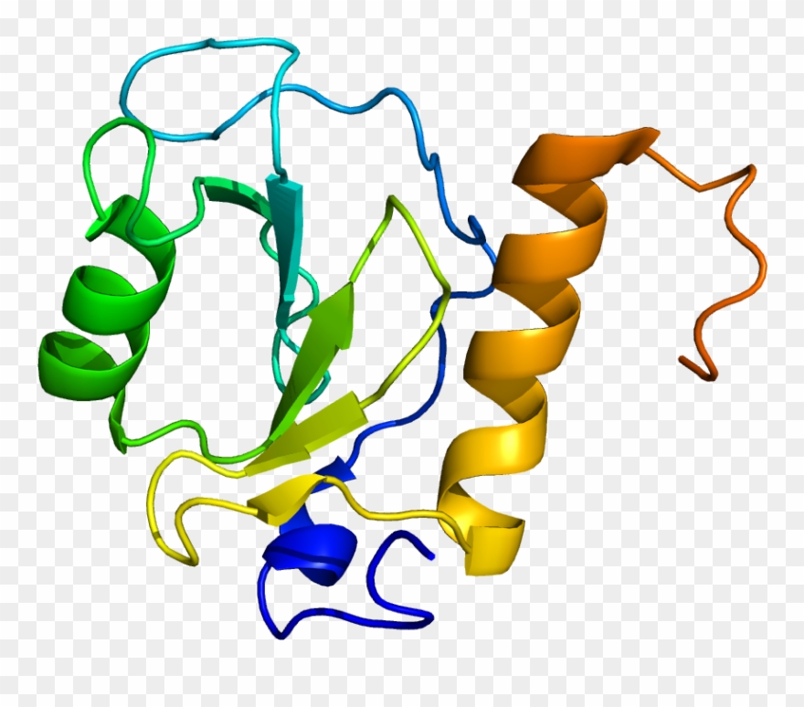 Zebrafish Clipart - Png Download