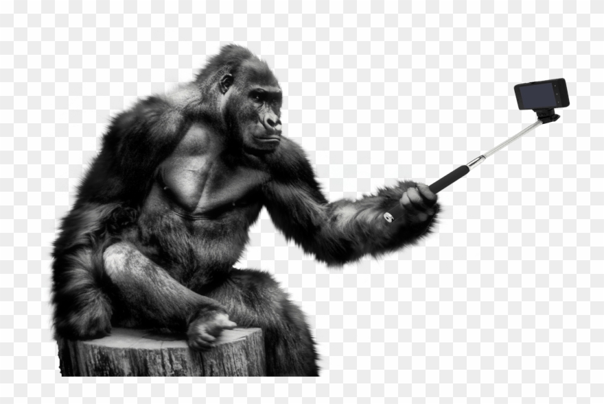Free Png Download Gorilla Png Images Background Png Clipart