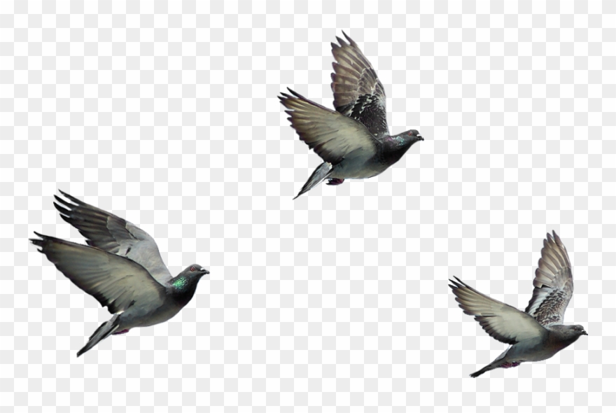 Disney Princess Images Flying Birds 8 Hd Wallpaper Clipart