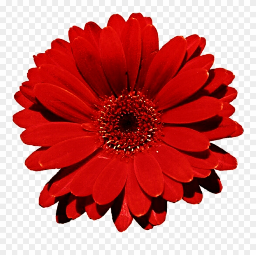 Gerbera Clipart Clip Art - Red Flower Transparent Background - Png Download