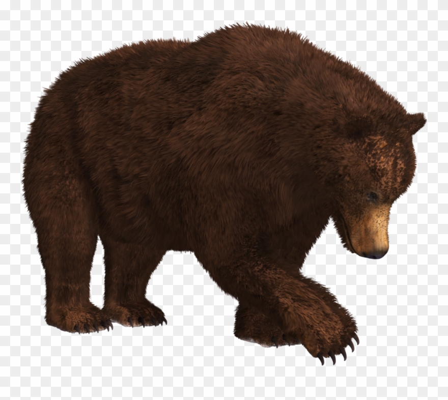 Bear Png - Brown Bear Png Clipart