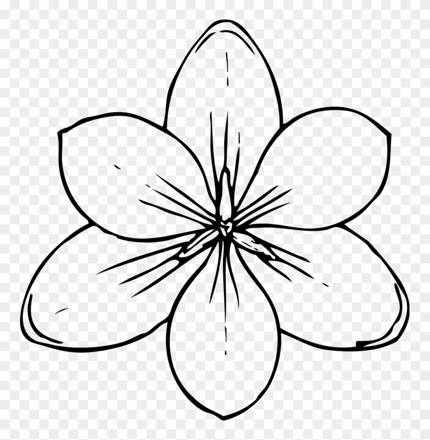 Botanical - Flower Top View Drawing Clipart