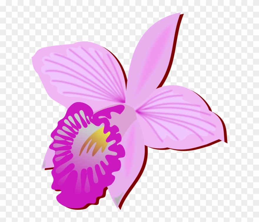Bamboo Orchid Cut Flowers Drawing Orchids - Orquideas Clipart - Png Download