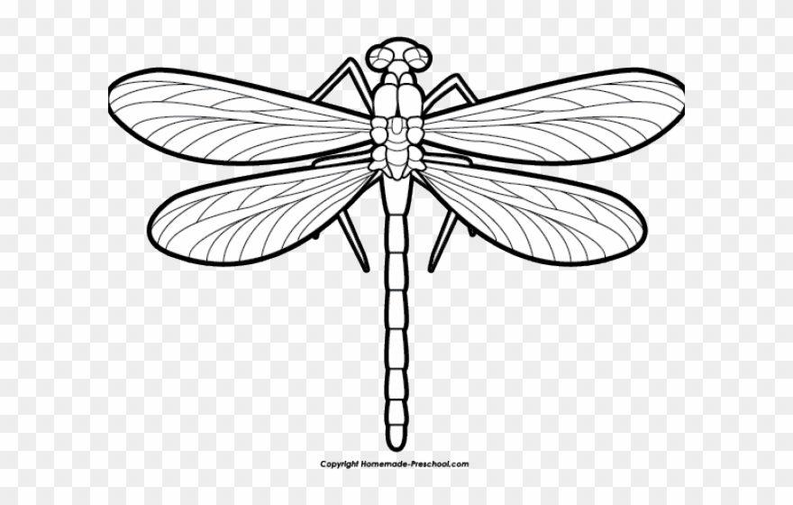 Dragonfly Clipart Scroll - Dragon Fly Black And White - Png Download