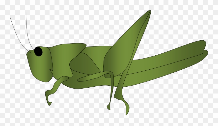 Grasshopper Clipart 4 - Belalang Clipart - Png Download