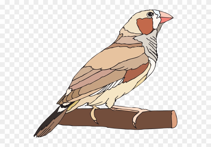 Zebra Finch Clip Art - Png Download