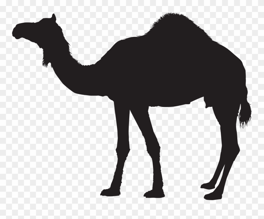 Camel Clipart - Png Download