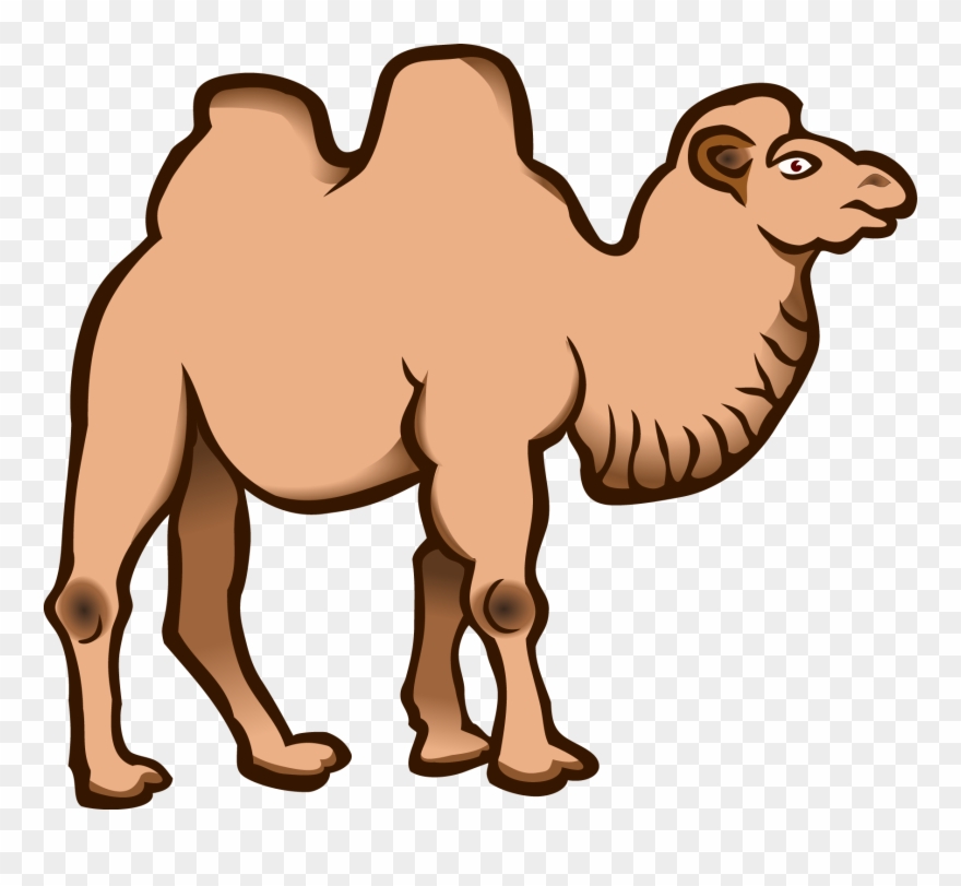 Bactrian Camel Dromedary Cartoon Download Drawing - Kamel Clipart - Png Download