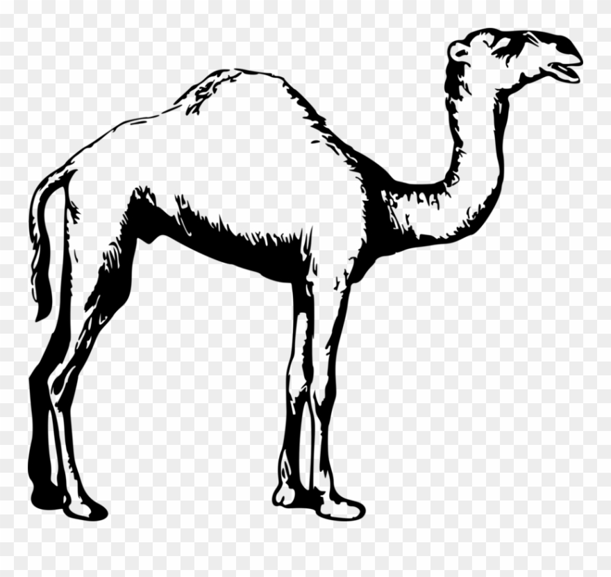 Dromedary Drawing Black And White Animal Camel - Camel Clipart Black And White - Png Download