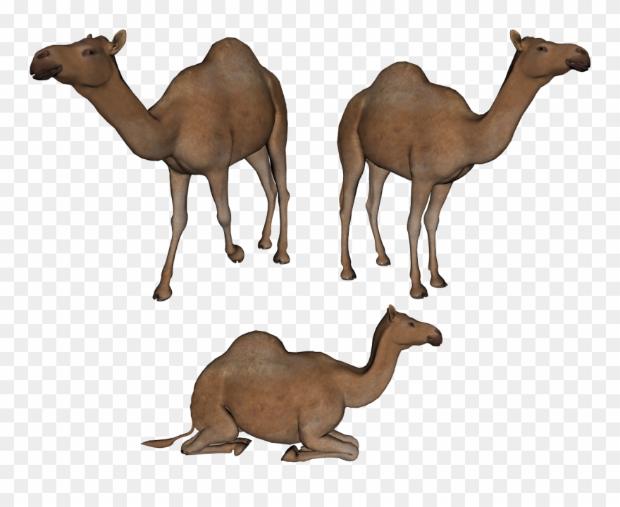 Camel - Youve Got Mail Windows Clipart