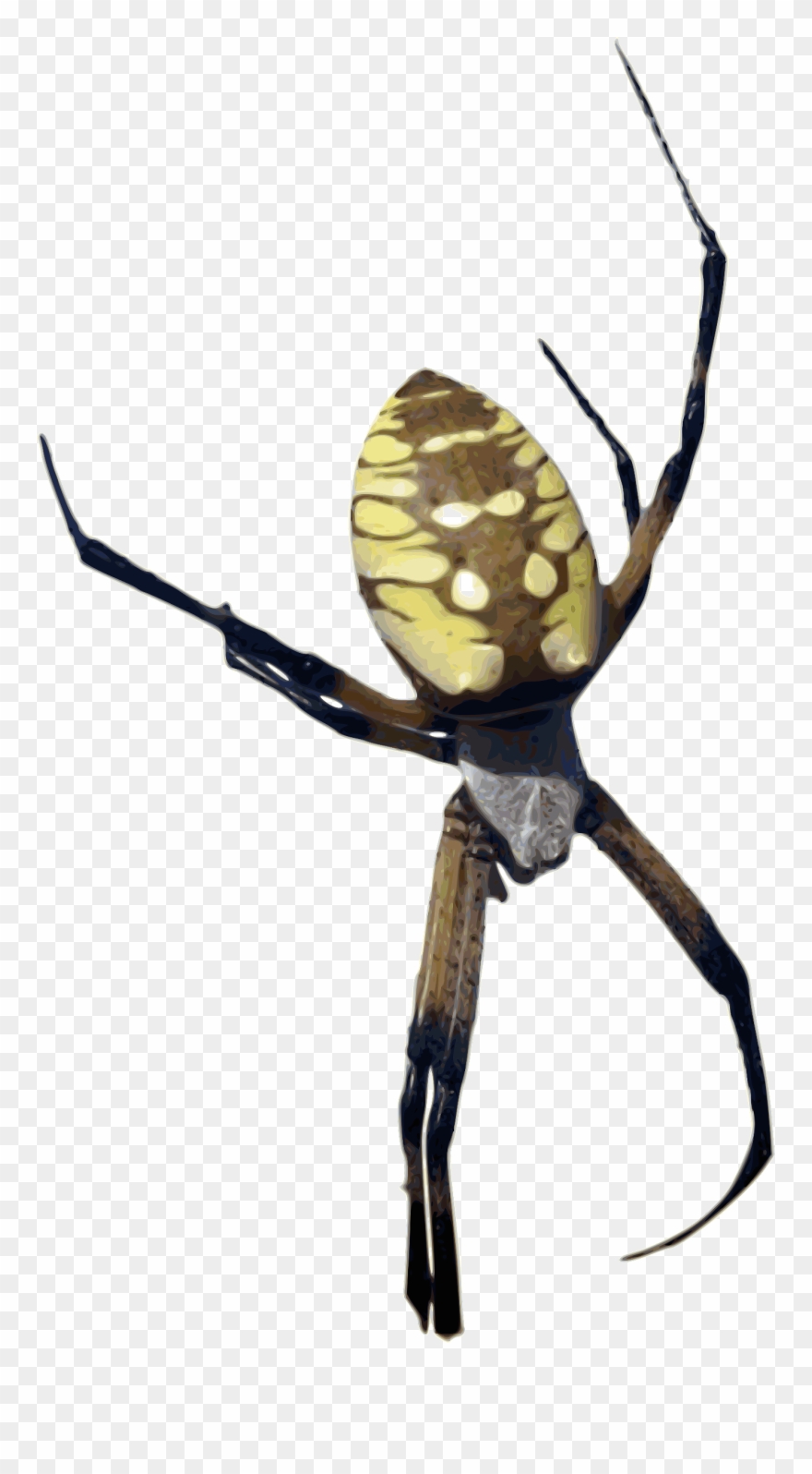 Banana Clipart Color Yellow - Orb Weaver Spider Png Transparent Png