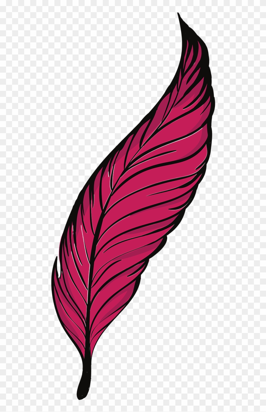 Bird Clip Art Transprent Png Free Pluma De Gallina Animados Transparent Png 299856 Pinclipart