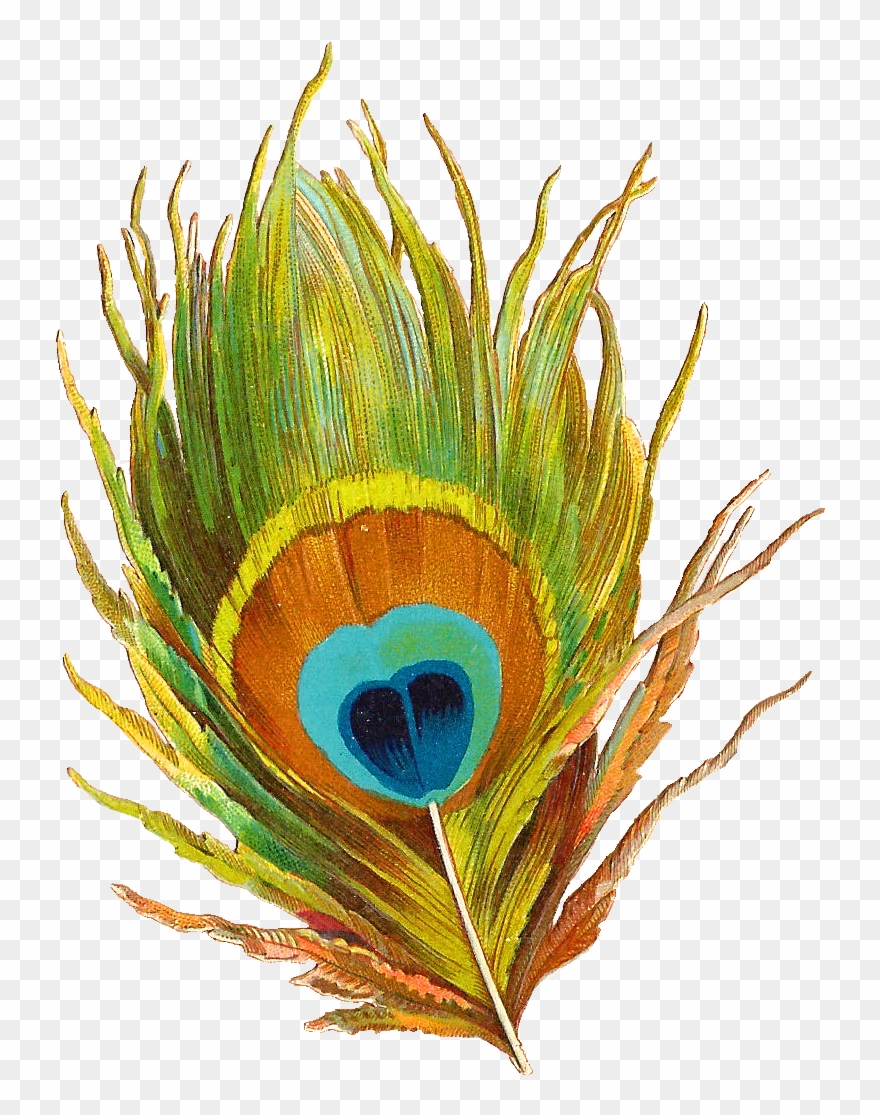 Clipart Info - Peacock Feather Clip Art Png Transparent Png