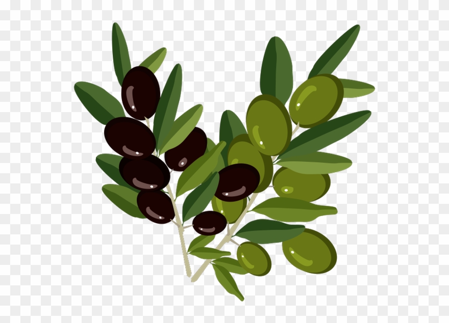 Оливки, Веточка Оливы, Olive Branch Clipart