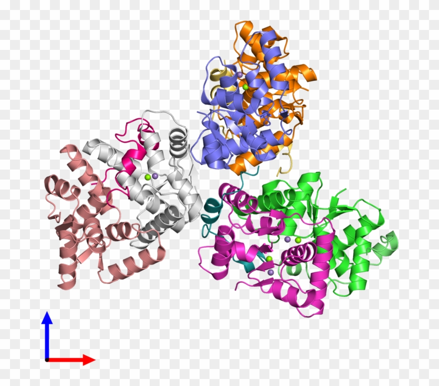 Pdb 4chg Coloured By Chain And Viewed From The Front Clipart