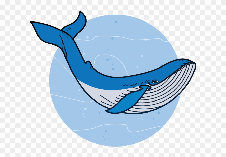 Clipart Whale Marine Ecosystem - Png Download