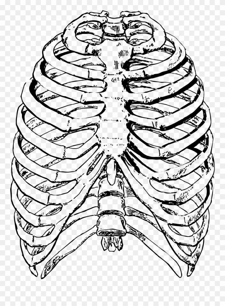 Ribs Front,rib Clipart