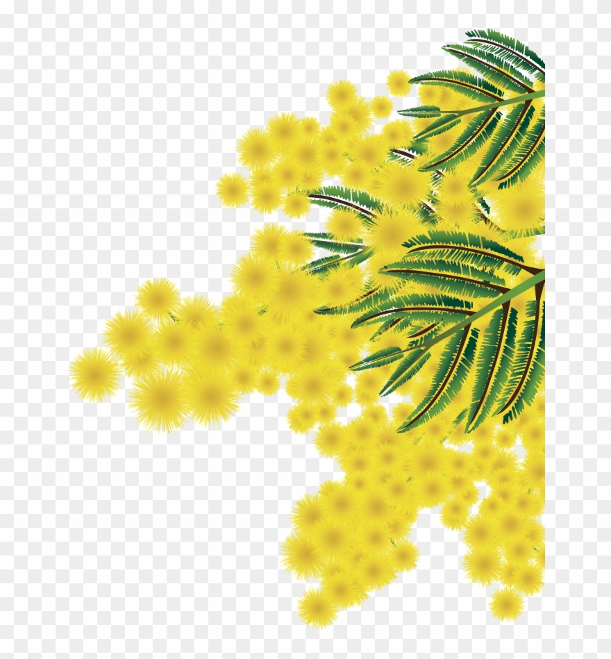 Albero Mimosa Png Clipart