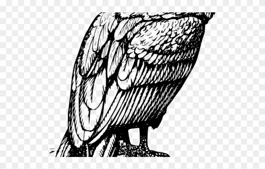 Drawn Turkey Vulture Transparent Clipart