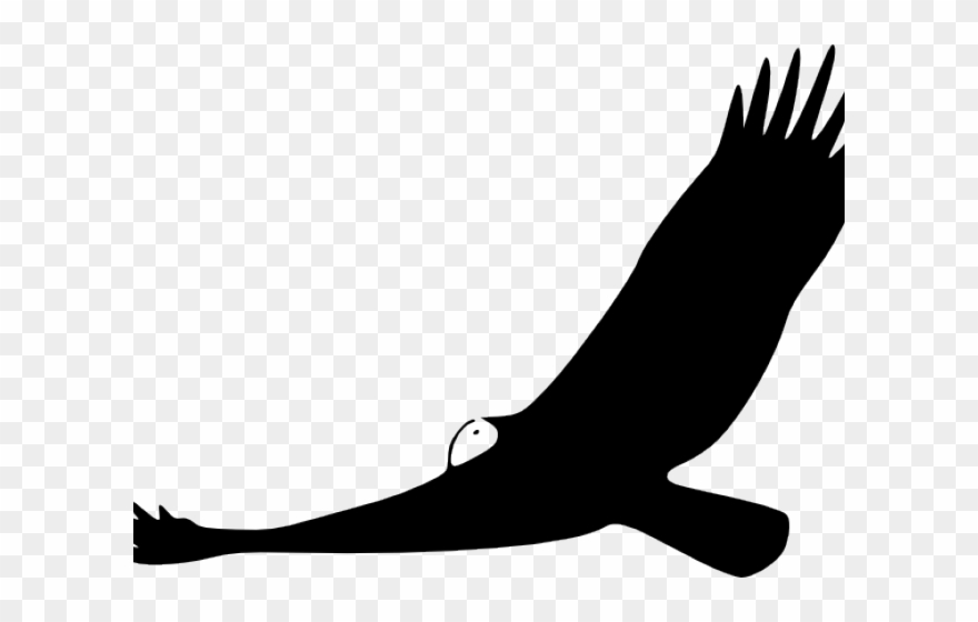 Drawn Turkey Vulture Transparent Clipart