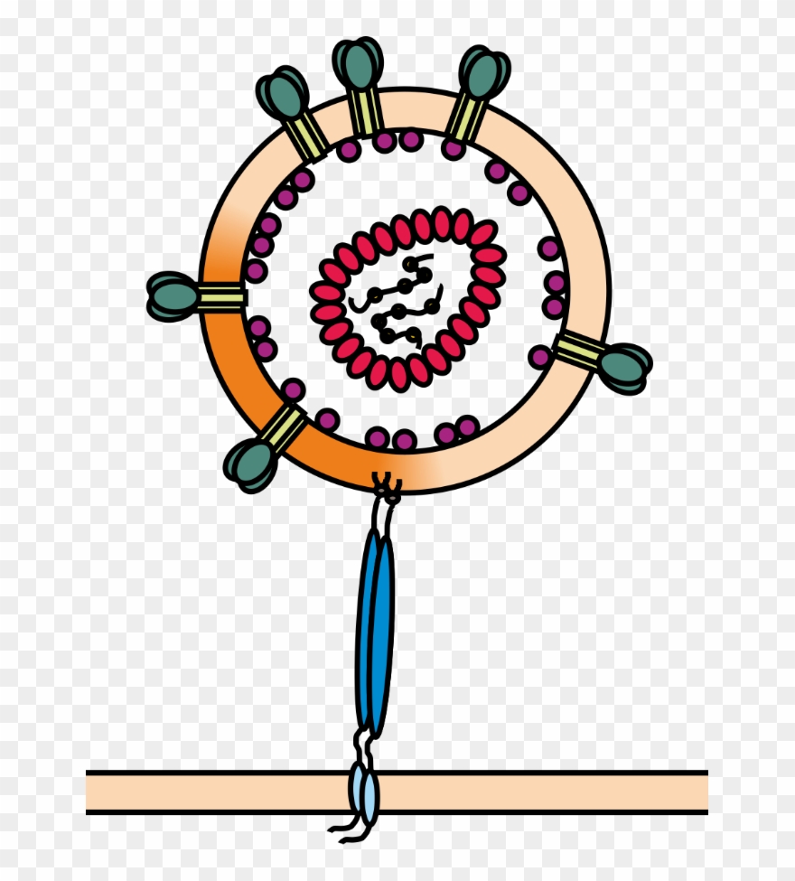 The Host Restriction Factor Tetherin Blocks The Release Clipart