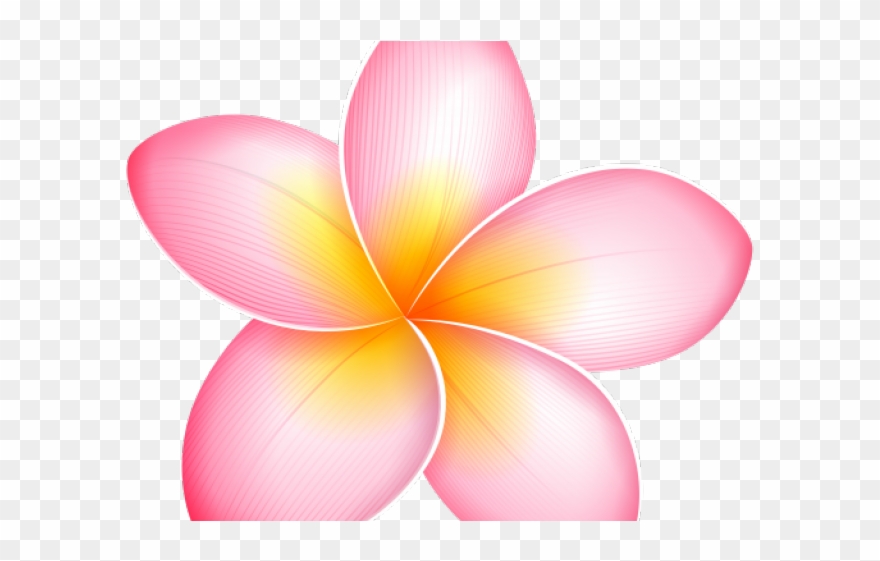 Plumeria Clipart Yellow - Png Download