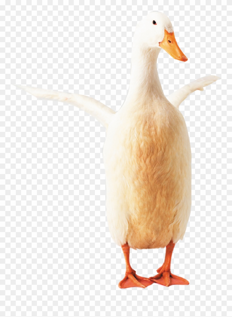 Goose Clipart Transparent - Png Download