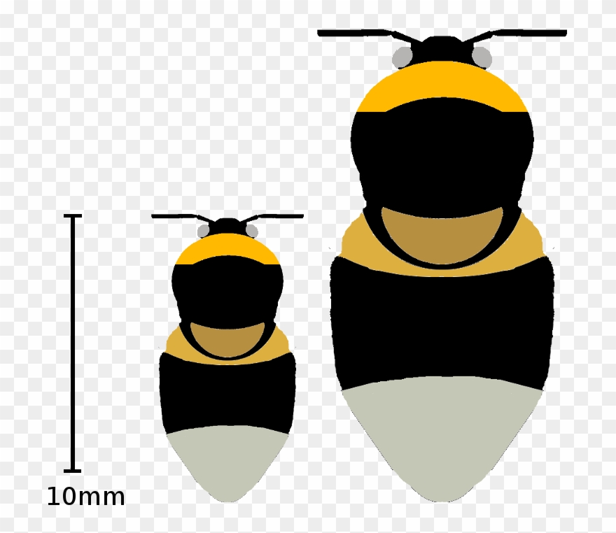 Medium Clipart