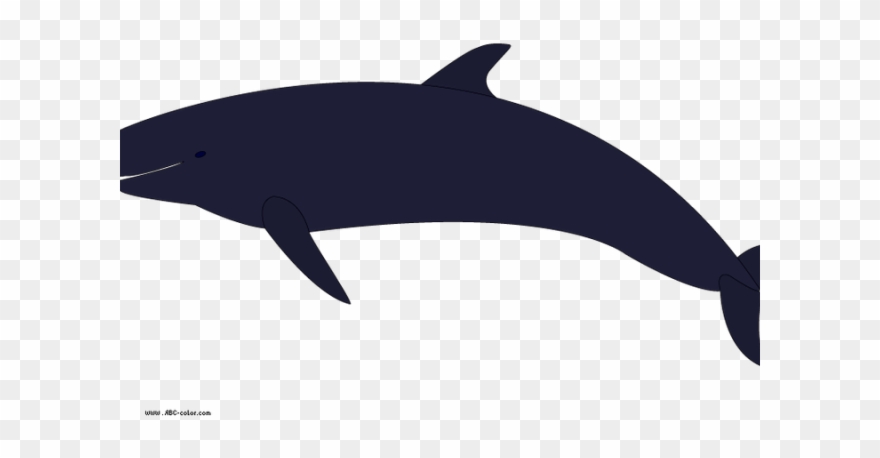 Killer Whale Clipart Transparent - Png Download