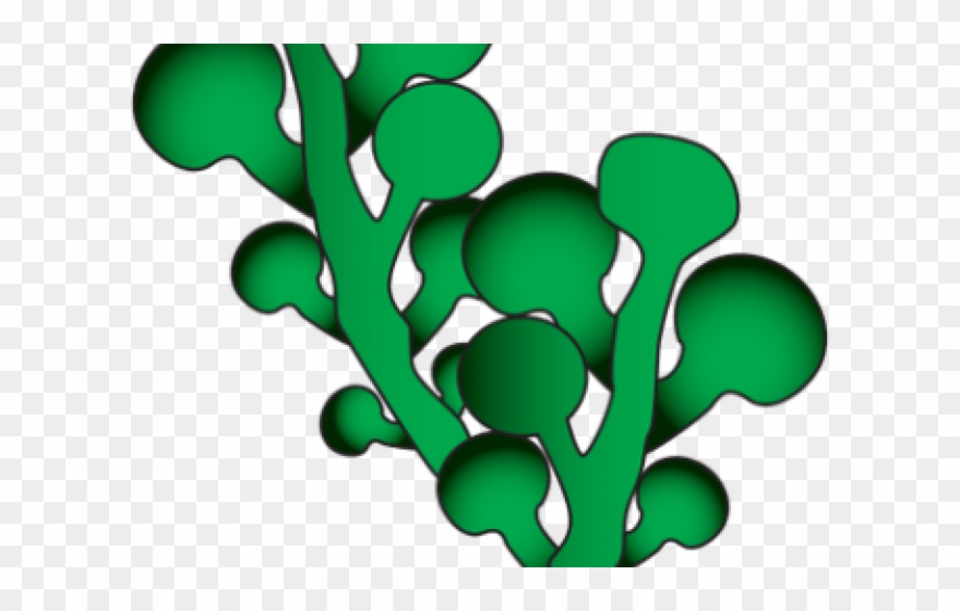 Seaweed Clipart Green Seaweed - Png Download
