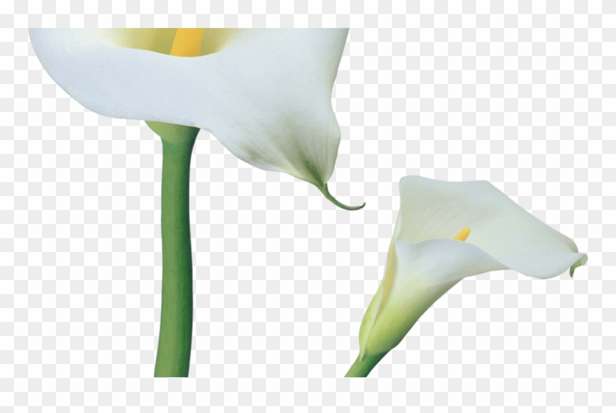 Transparent Calla Lilies Flowers Png Clipart Gallery