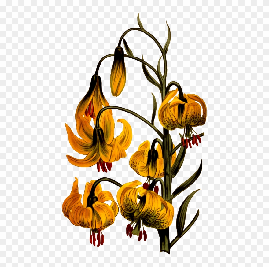 Medium Image Clipart