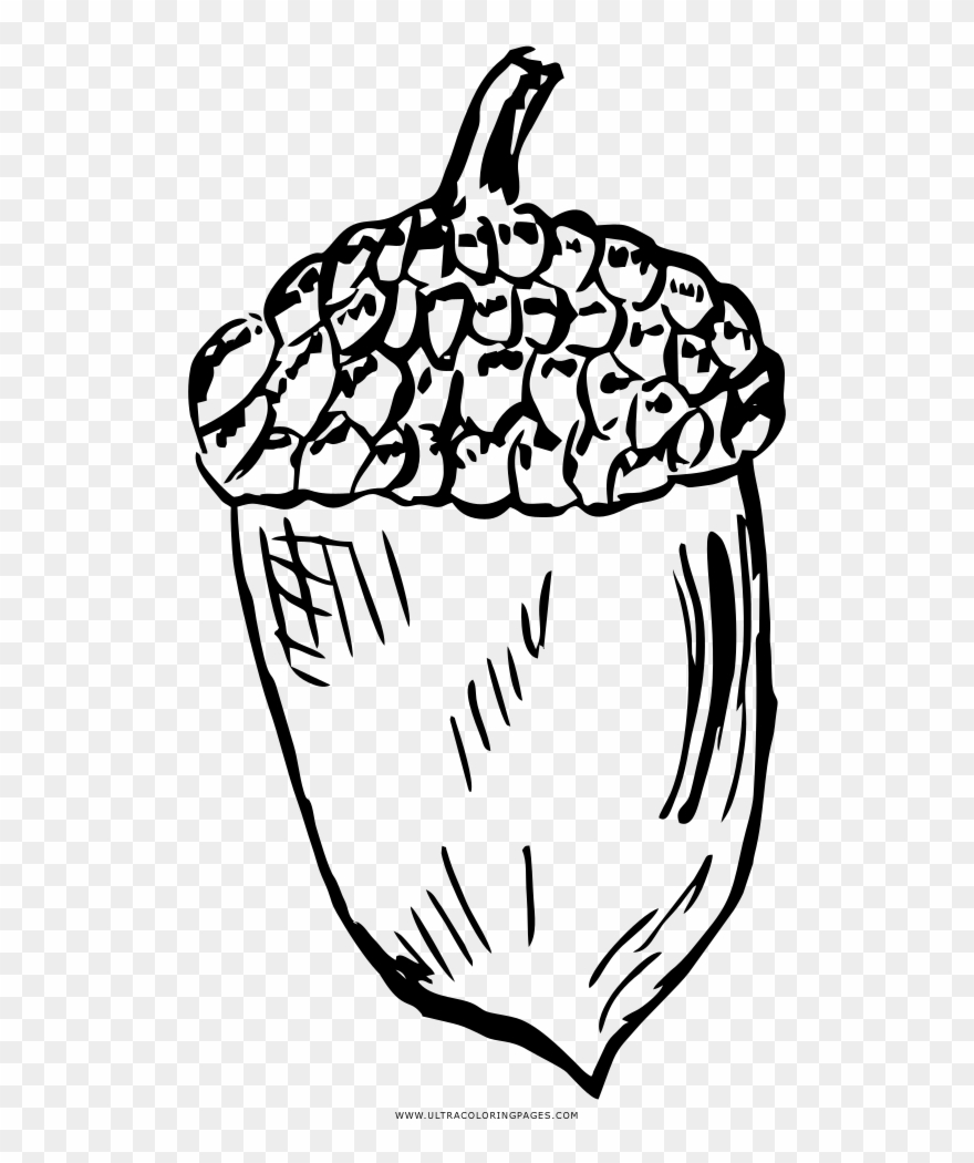 Acorn Transparent Coloring Page Clipart