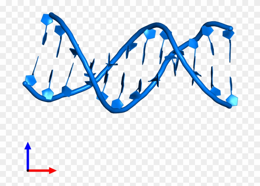 Pdb Entry 1bna Contains 2 Copies Of Dna 3') In Assembly Clipart