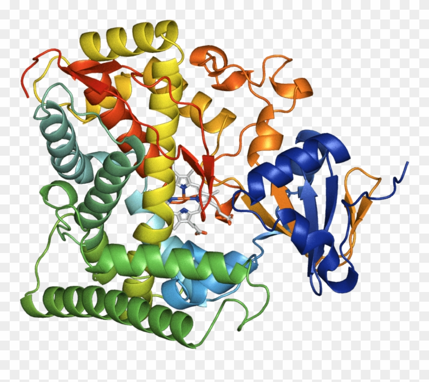 An Example Crystal Structure Of An Enzyme From The Clipart