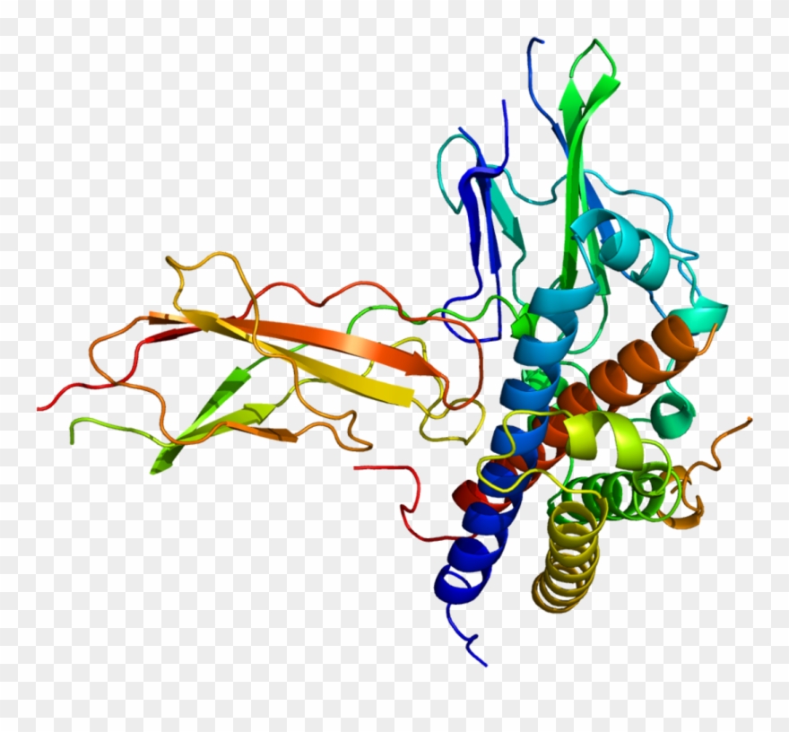 Structure Of The Growth Hormone Receptor Protein Clipart