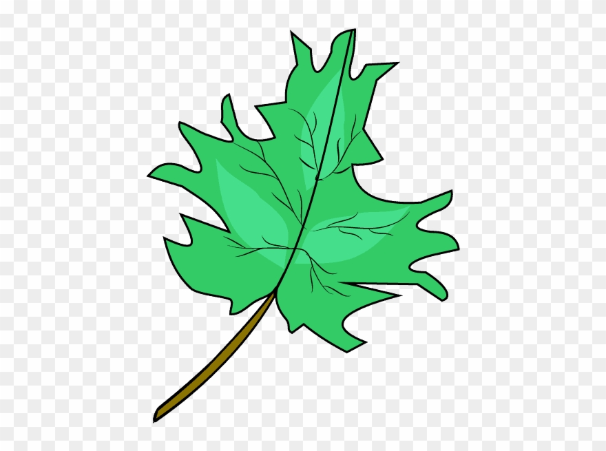 How To Draw Maple Leaf Clipart