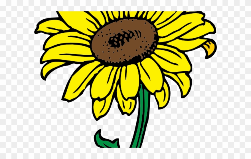 Flowers Color Clipart Sunflower - Png Download
