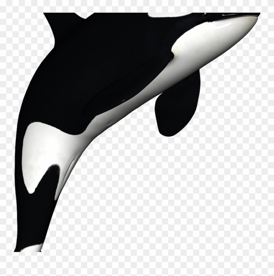 Orca Clip Art - Png Download