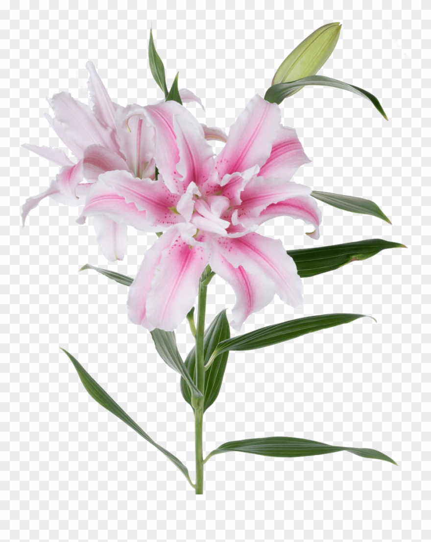 Stargazer Lily Clip Art - Png Download