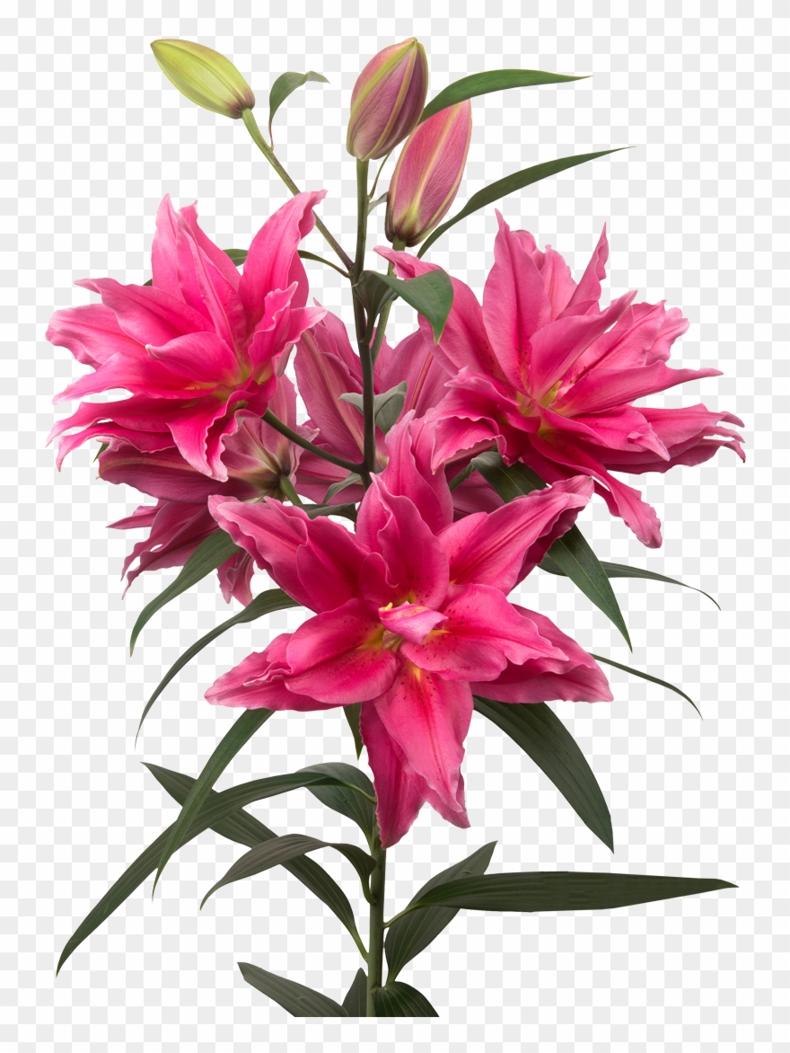Stargazer Lily Clip Art - Png Download