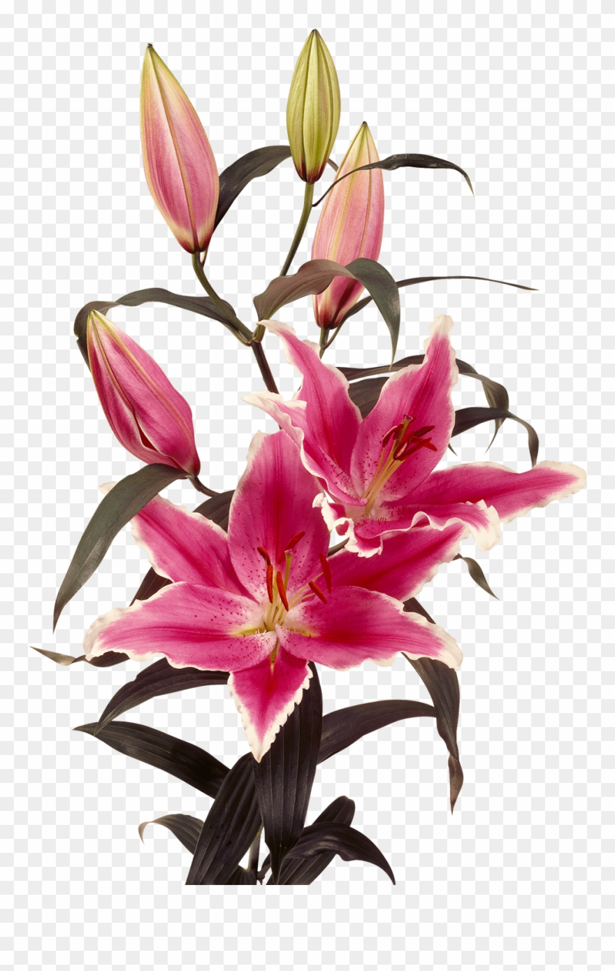 Oriental Lily Oriental Lily Oriental Lily Clipart